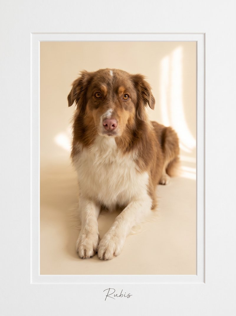 Portrait d’animal — style Tirage encadré