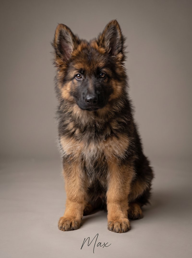 Portrait d’animal — style Regard complice