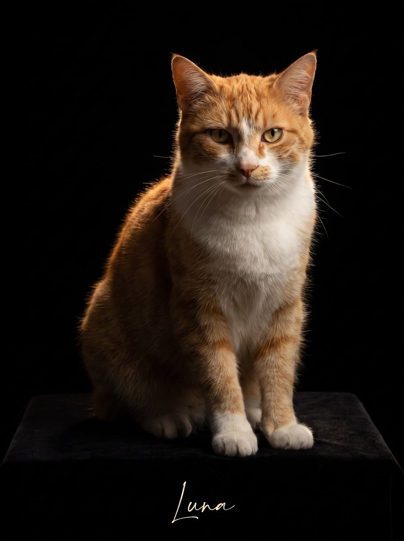 Portrait d’animal — style Studio velours